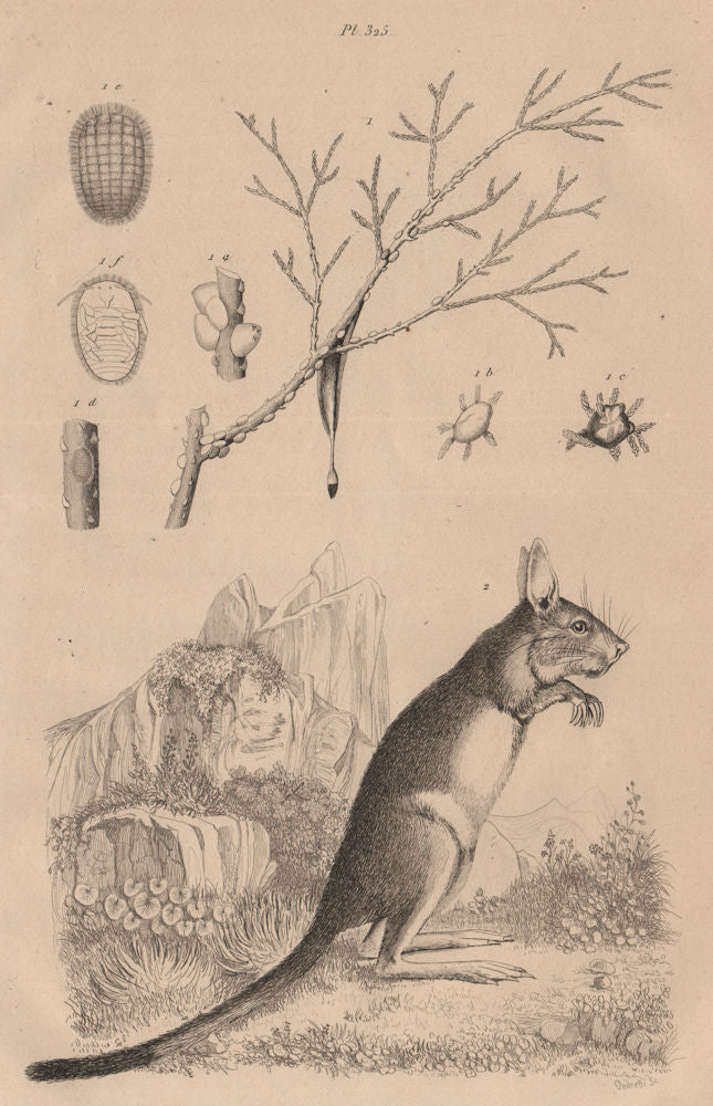 Manne (manna). Mannet ou Helamys (Jumping Hare) 1834 old antique print picture